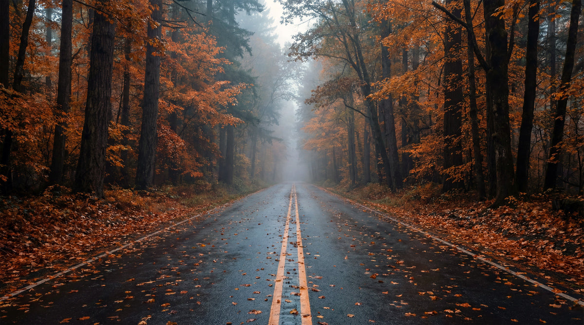 Misty Autumn Forest Road Wall Mural in your room