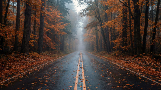 Misty Autumn Forest Road Wall Mural