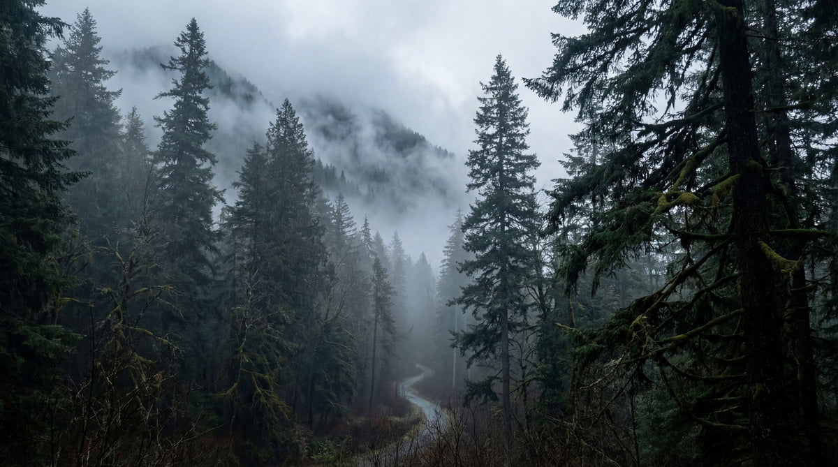 Misty Forest Path In Winter Wall Mural in your room — zoomed