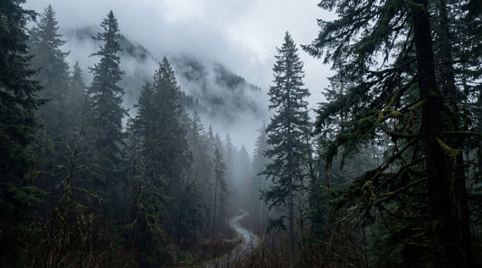 Misty Forest Path In Winter Wall Mural