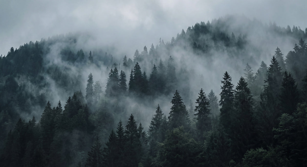Misty Forest Ascent Wall Mural in your room — zoomed