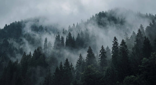 Misty Forest Ascent Wall Mural