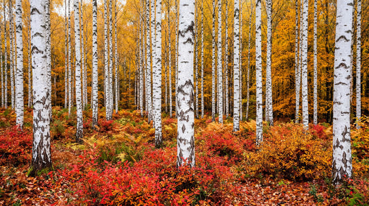 Vibrant Autumn Birches Wall Mural