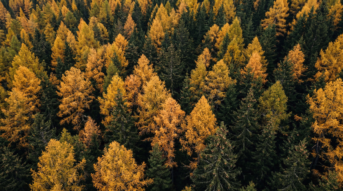 Autumnal Woods Symphony Wall Mural in your room — zoomed