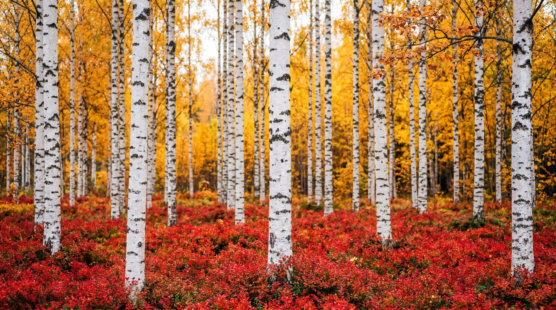 Golden Canopy, Red Carpet Wall Mural