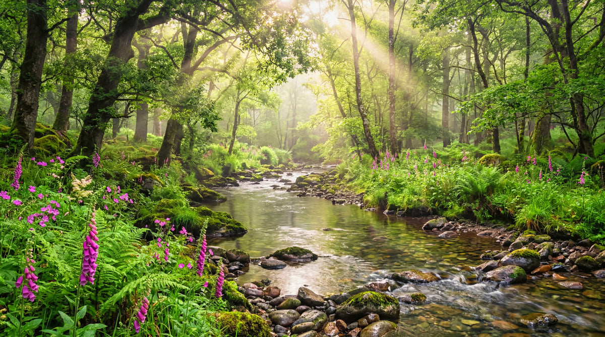Sunlit Woodland Stream Wall Mural in your room