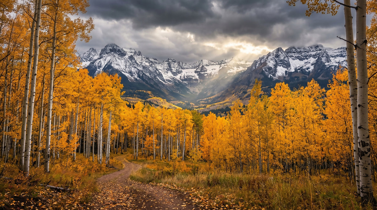 Golden Aspen Majesty Wall Mural in your room