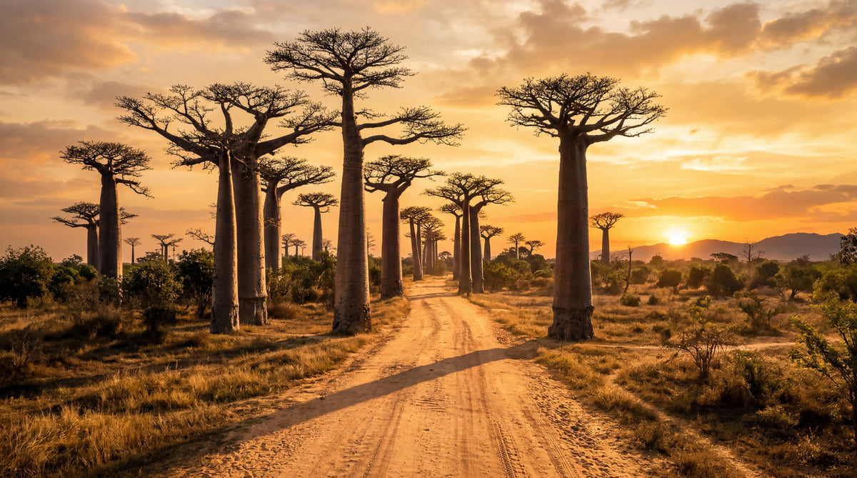 Golden Baobab Path Wall Mural in your room