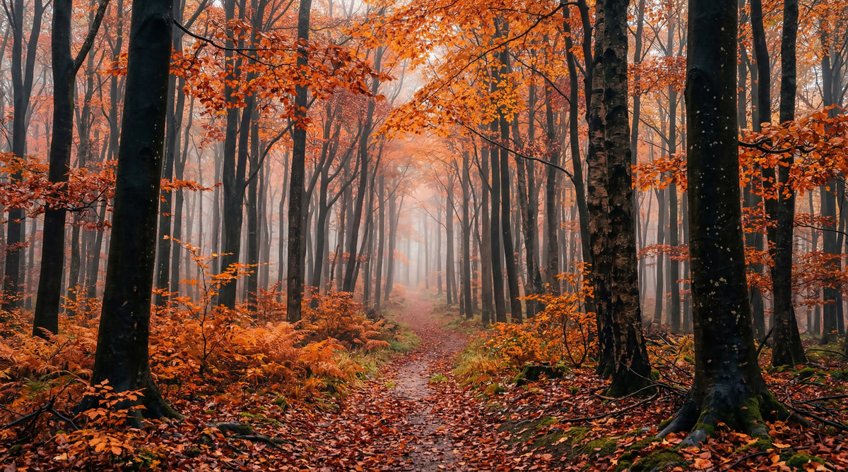 Misty Autumn Forest Path Wall Mural