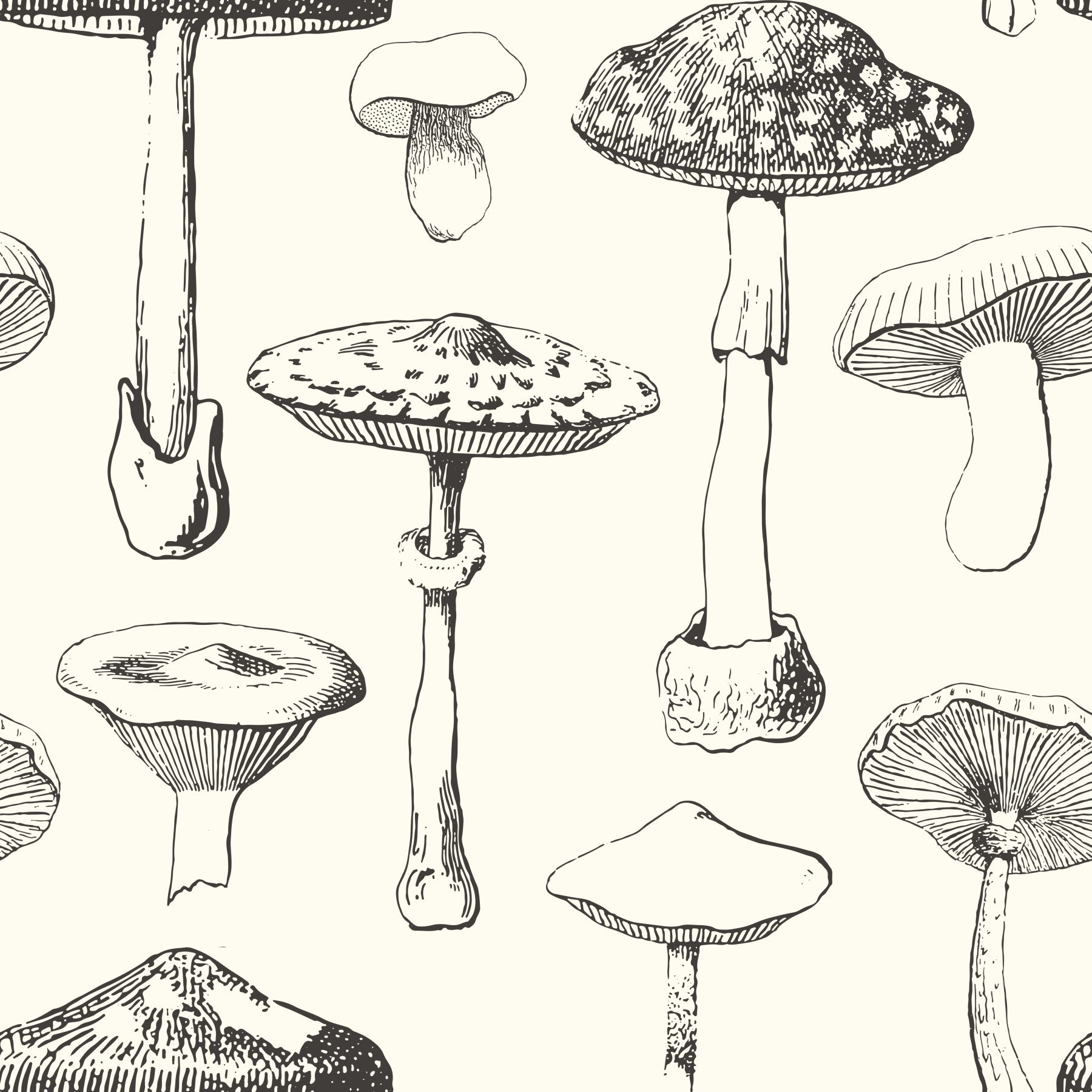 Dining room with Forest Mushroom Sketch Wallpaper sketch art.