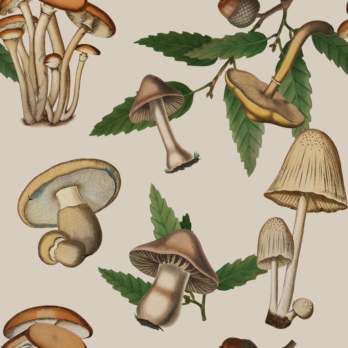 Ancient Forest Mushrooms and Acorns Wallpaper in your room