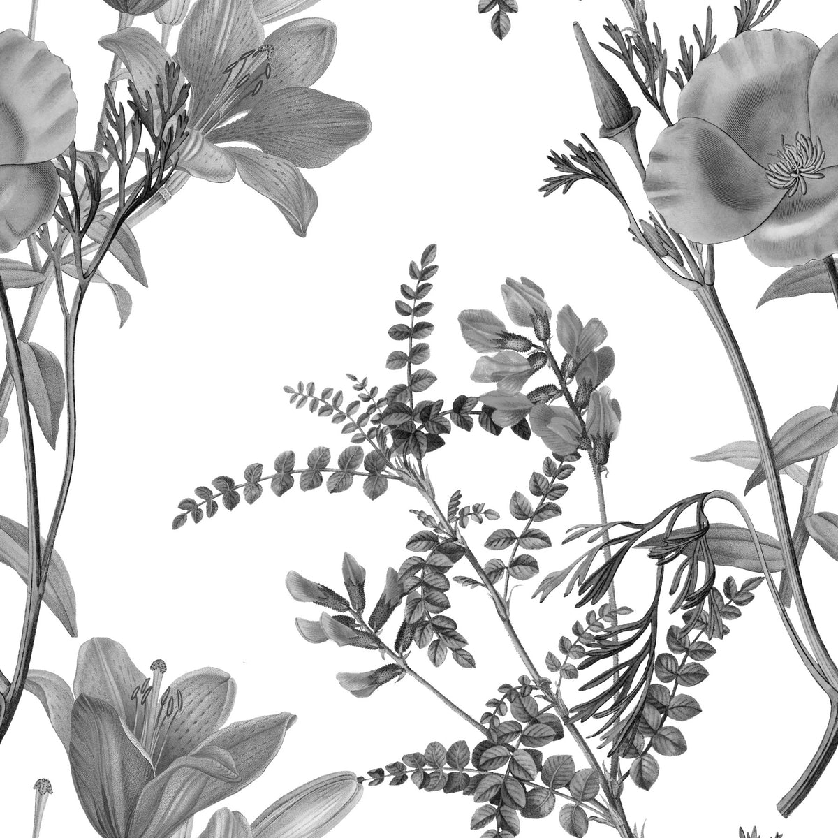 Grabado botánico monocromático Wallpaper⁠ in your room