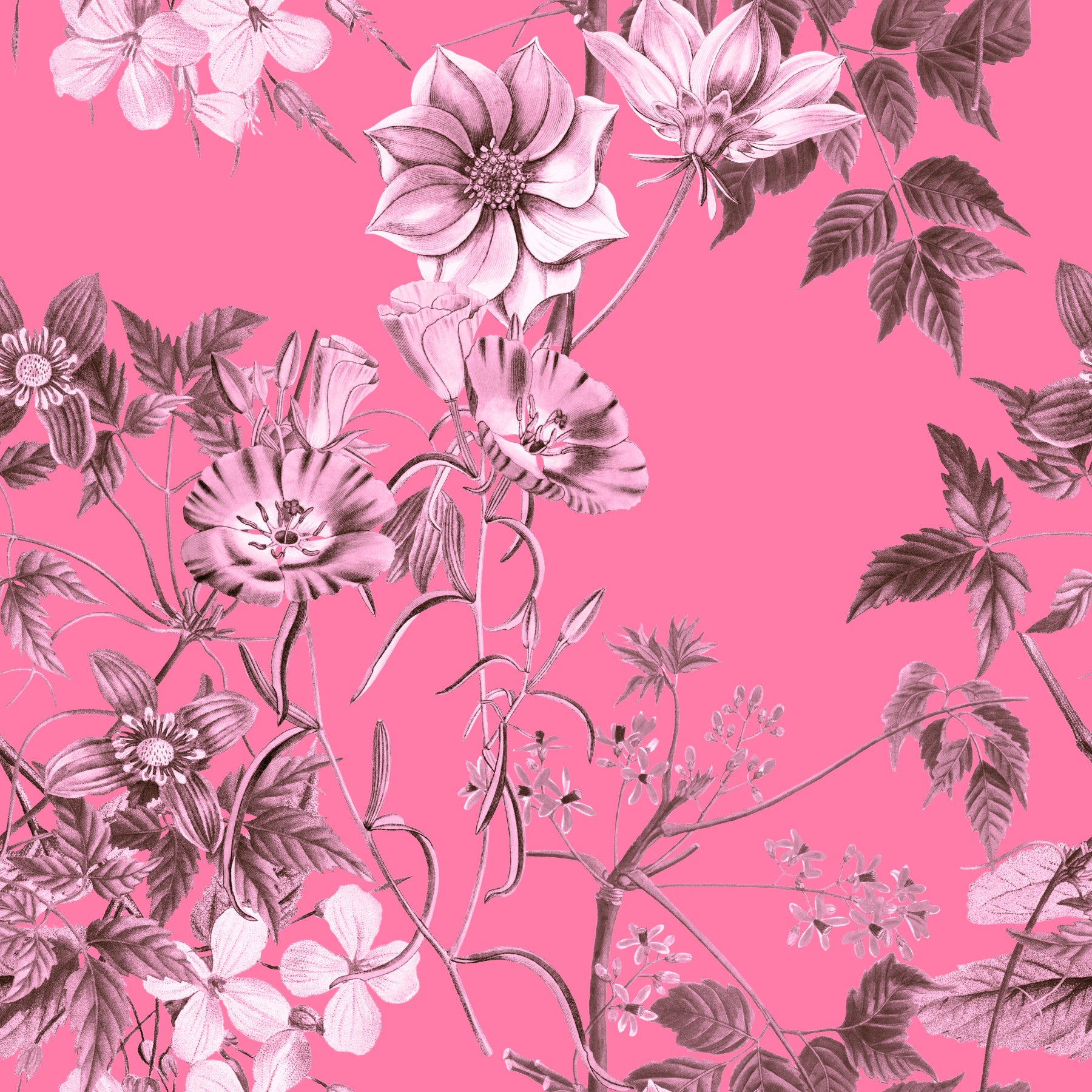 Grabados florales fucsia Wallpaper⁠