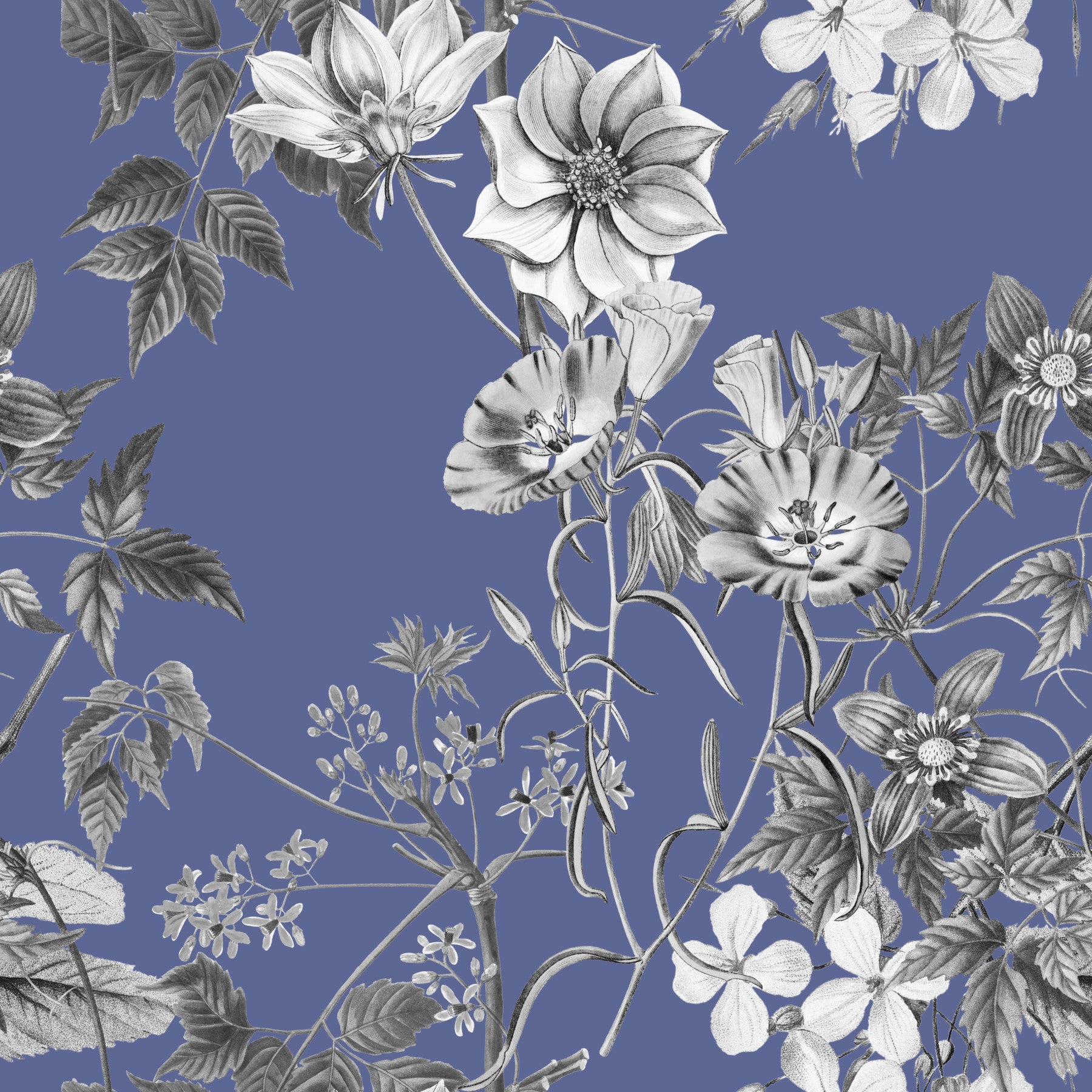Botanical sketch of the vinca wallpaper