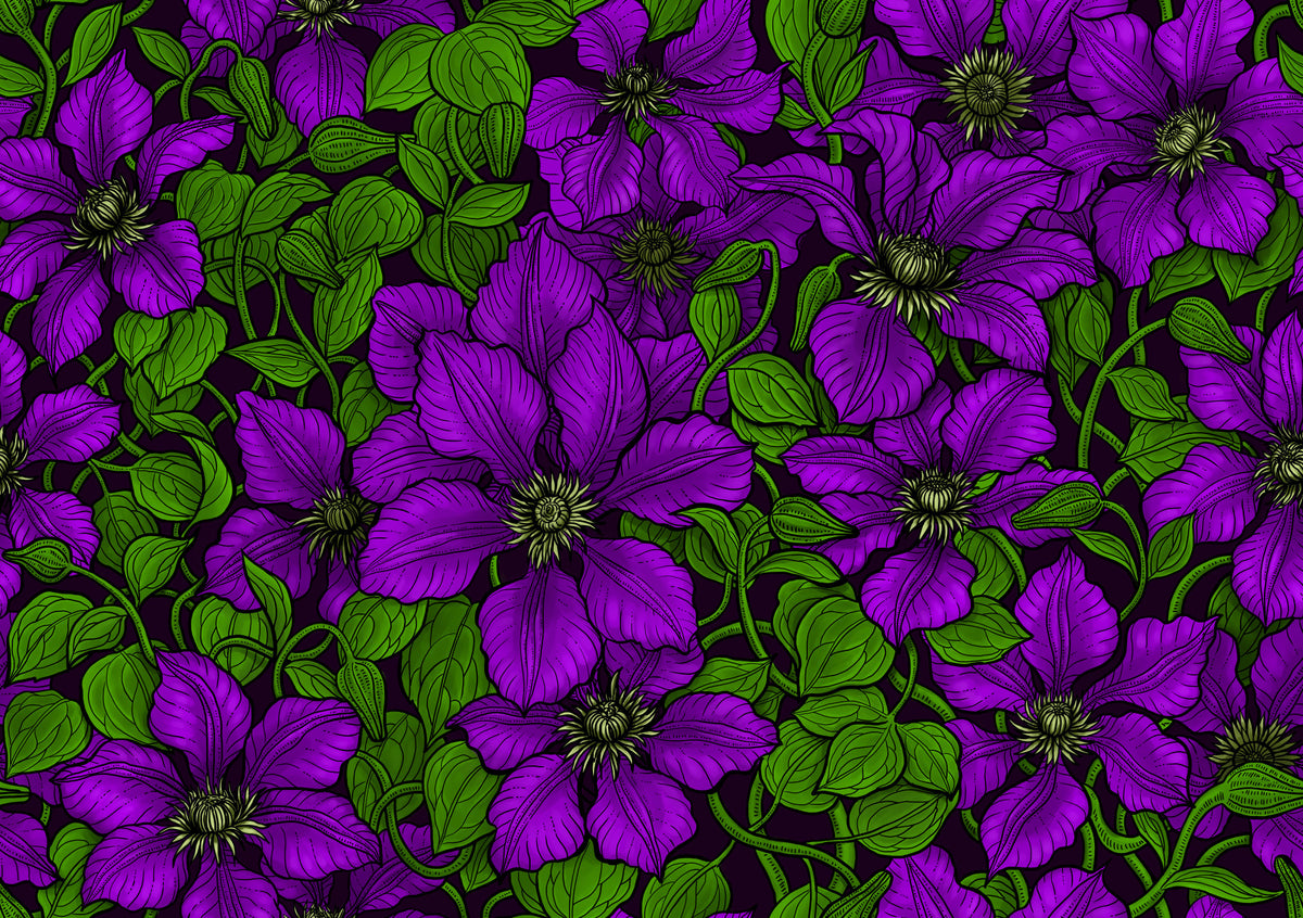 Purple Clematis vine Wallpaper⁠ in your room