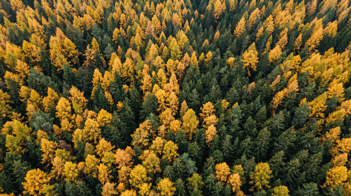 Emerald and Gold Forest Canopy Wall Mural in your room — zoomed