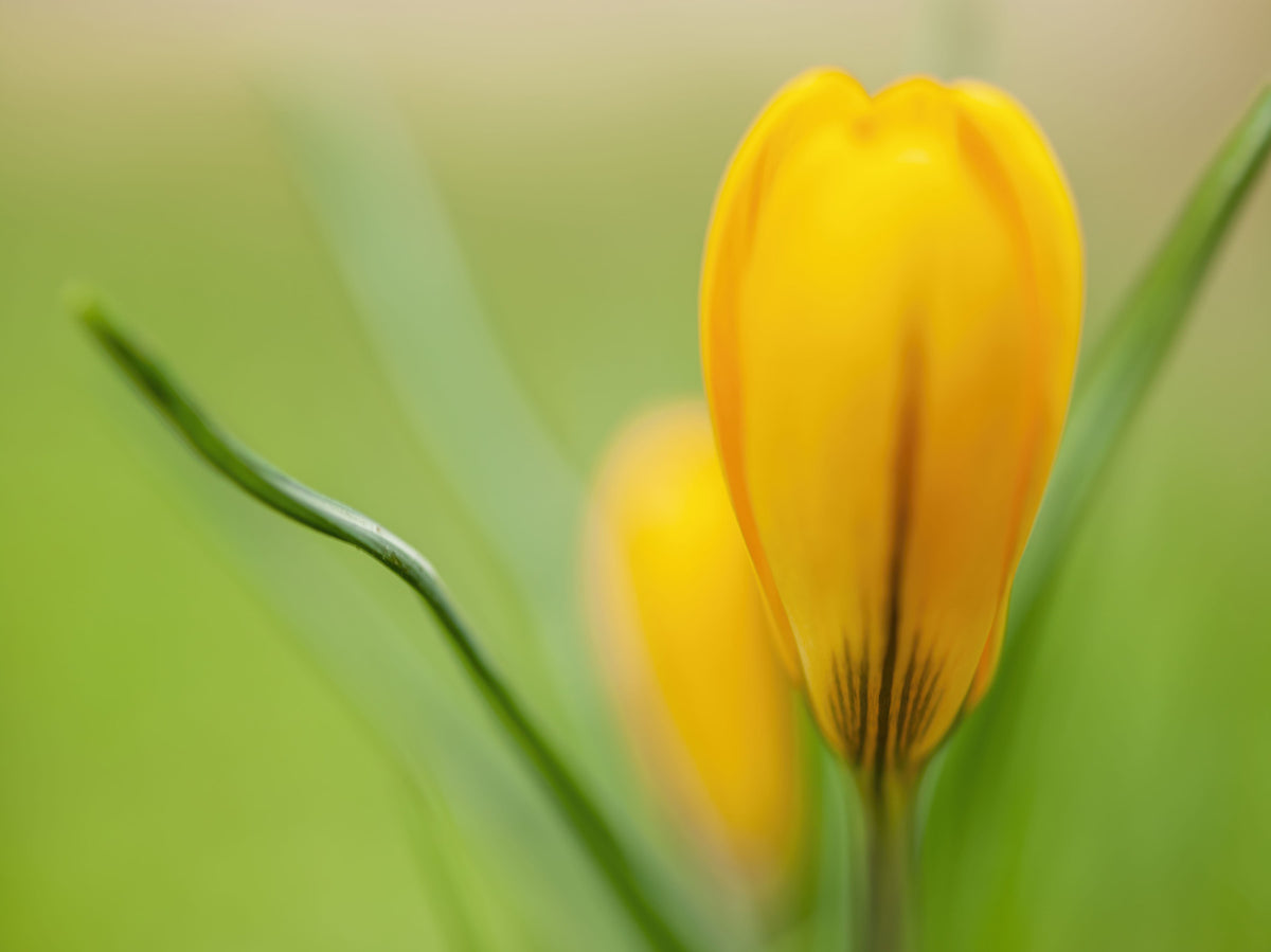 Golden Crocus Serenity Wall Mural in your room