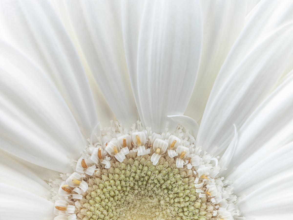 White Petal Radiance Wall Mural in your room