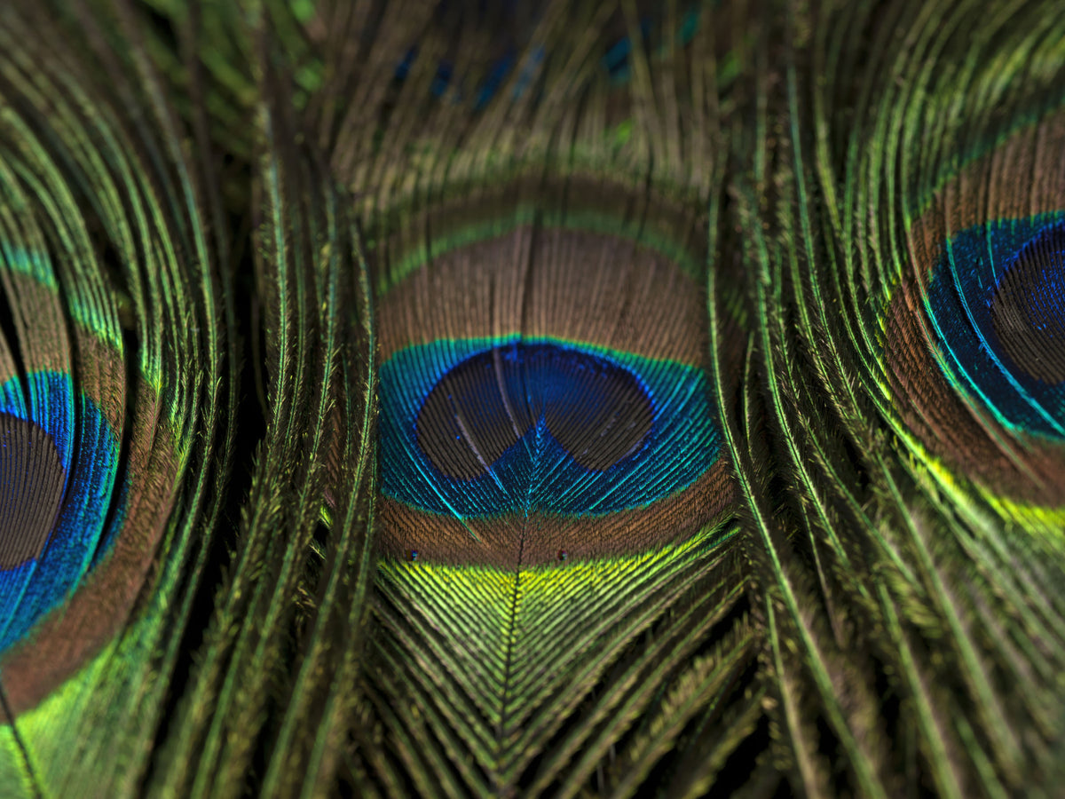 Peacock's Iridescent Plumes Wall Mural in your room