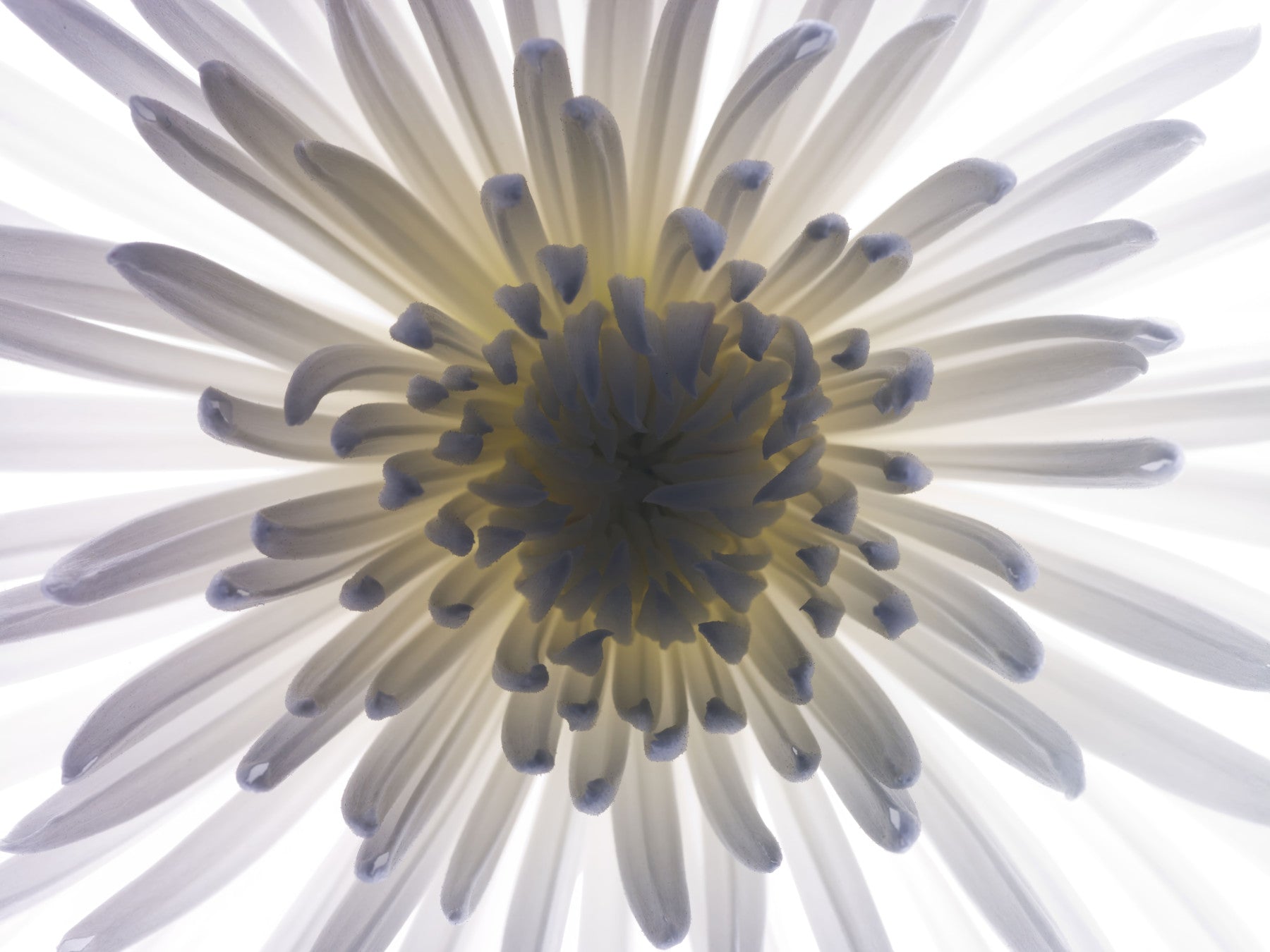 Luminous Petals wall mural gives a dining room a calm, glowing focal point