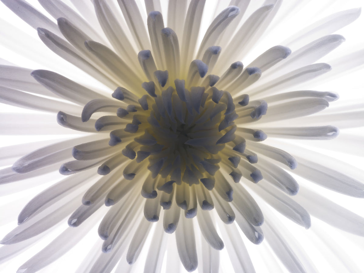 Luminous Petals Wall Mural in your room