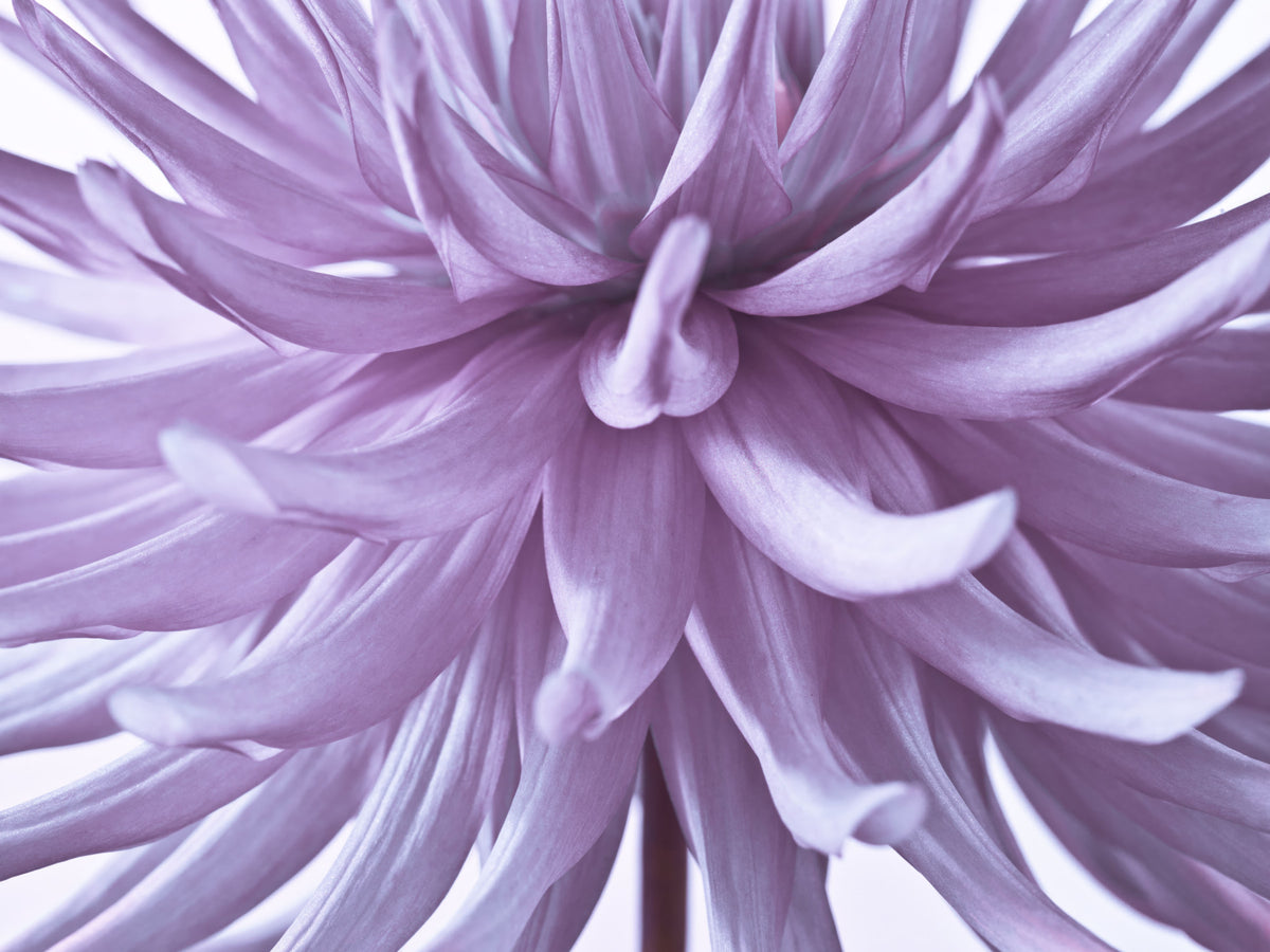Luminous Lilac Bloom Wall Mural in your room
