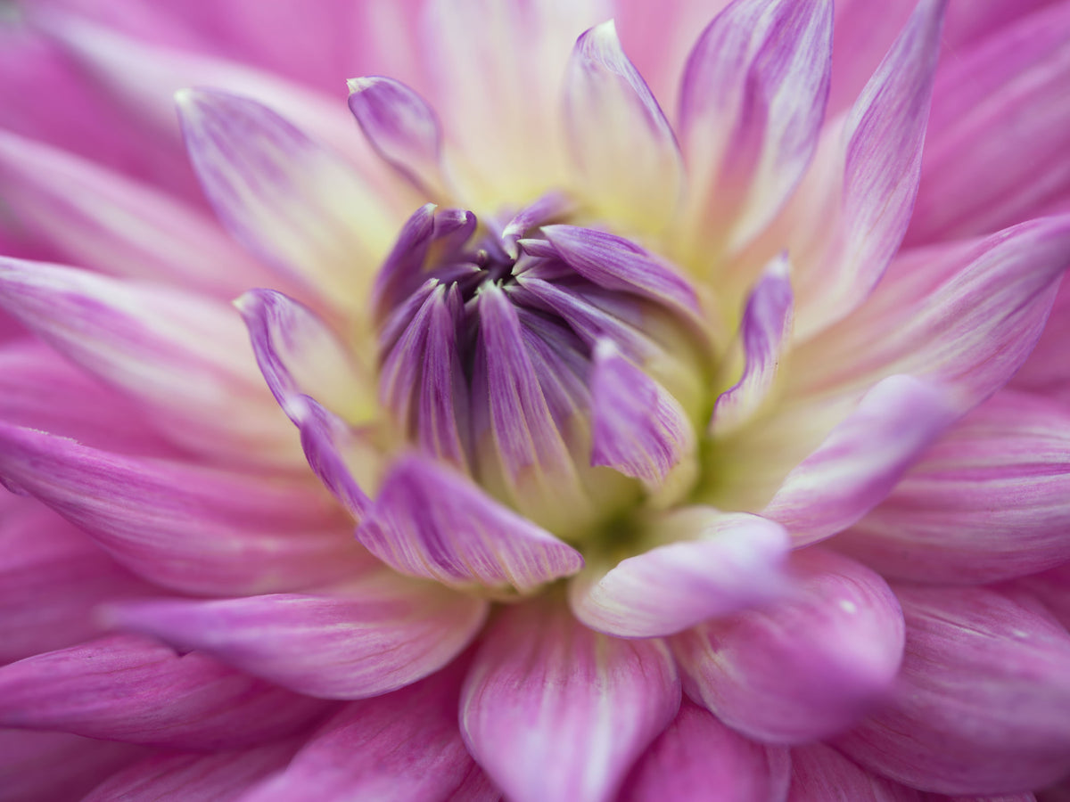 Vibrant Dahlia Blossom Wall Mural in your room