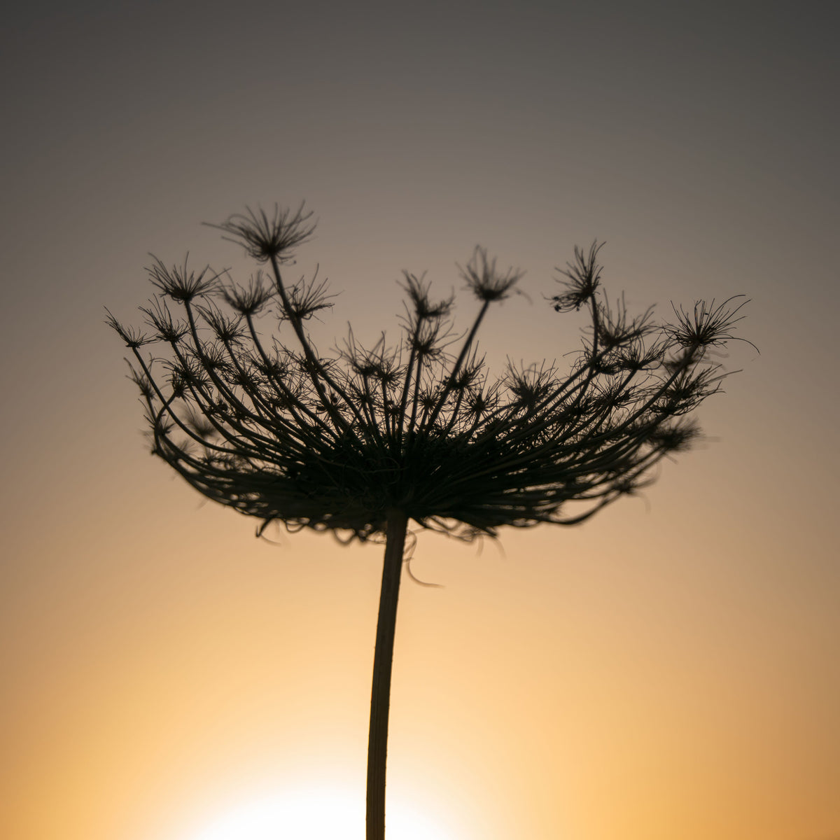 Golden Hour Seed Head Silhouette Wall Mural in your room — zoomed