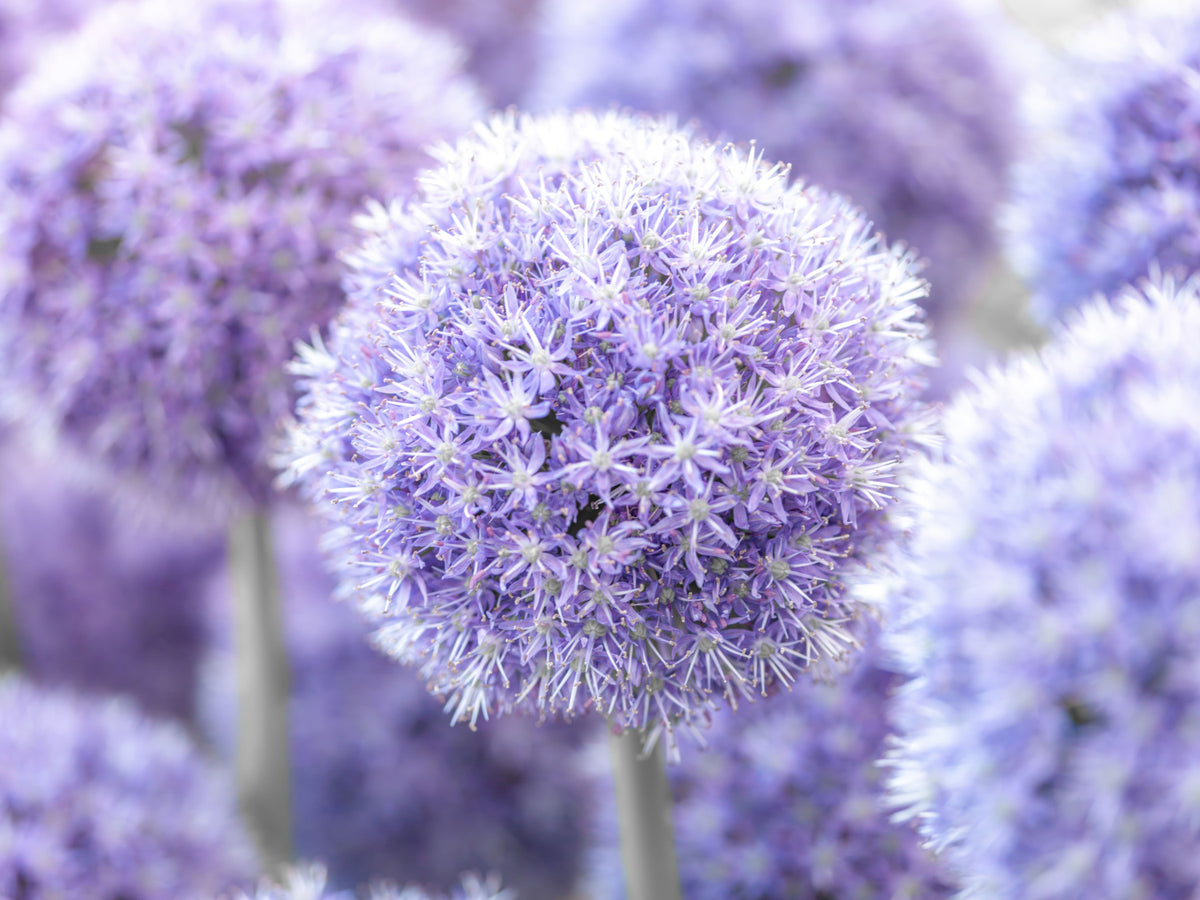 Purple Floral Orb Wall Mural in your room