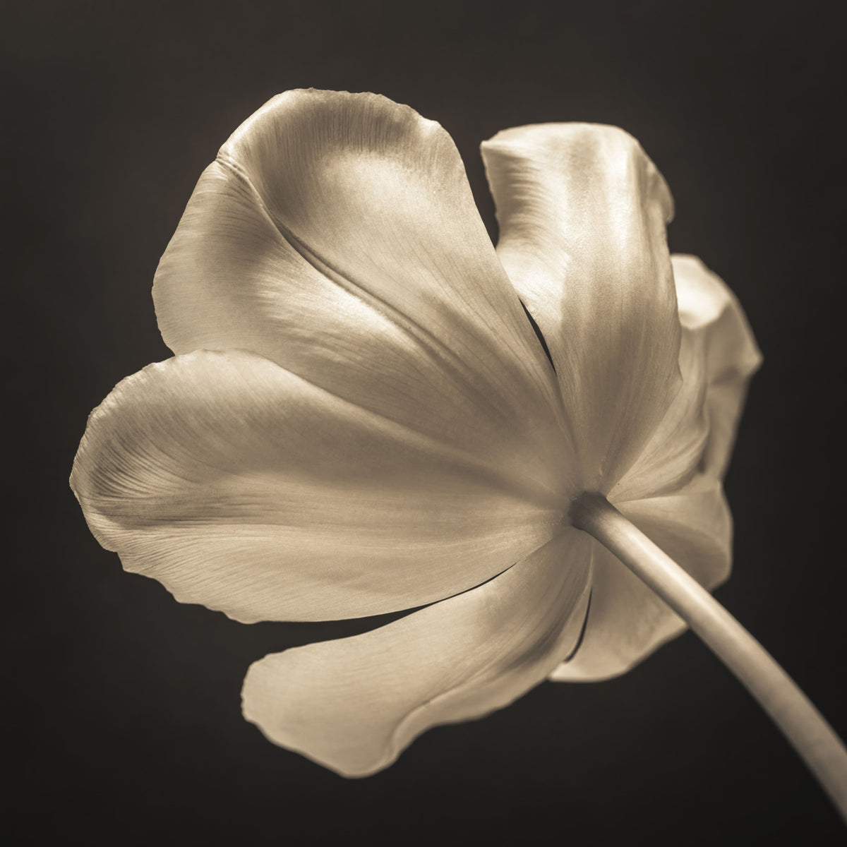 Ethereal Tulip Bloom Wall Mural in your room — zoomed