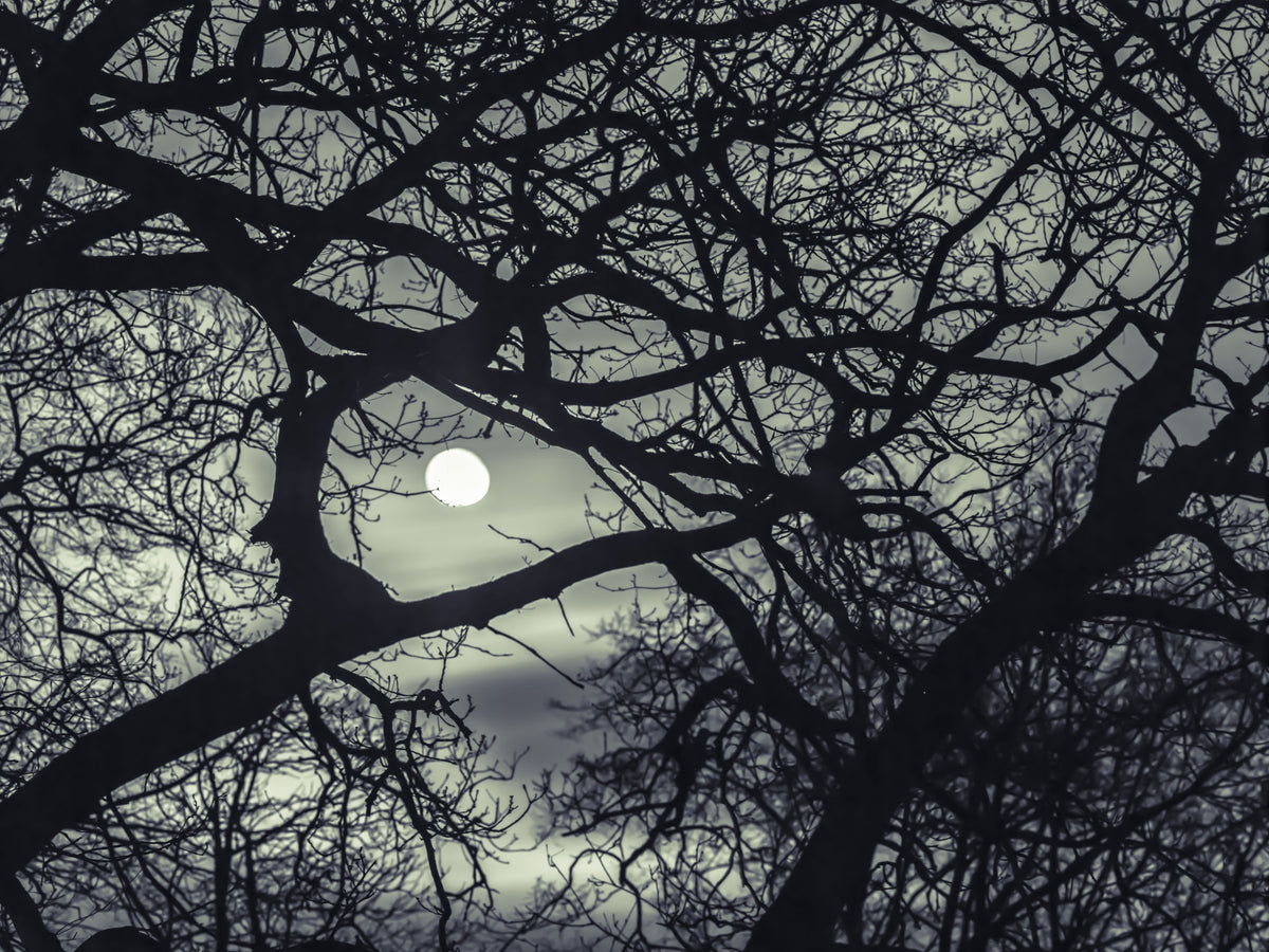 Lunar Silhouette: Midnight Branches Wall Mural in your room