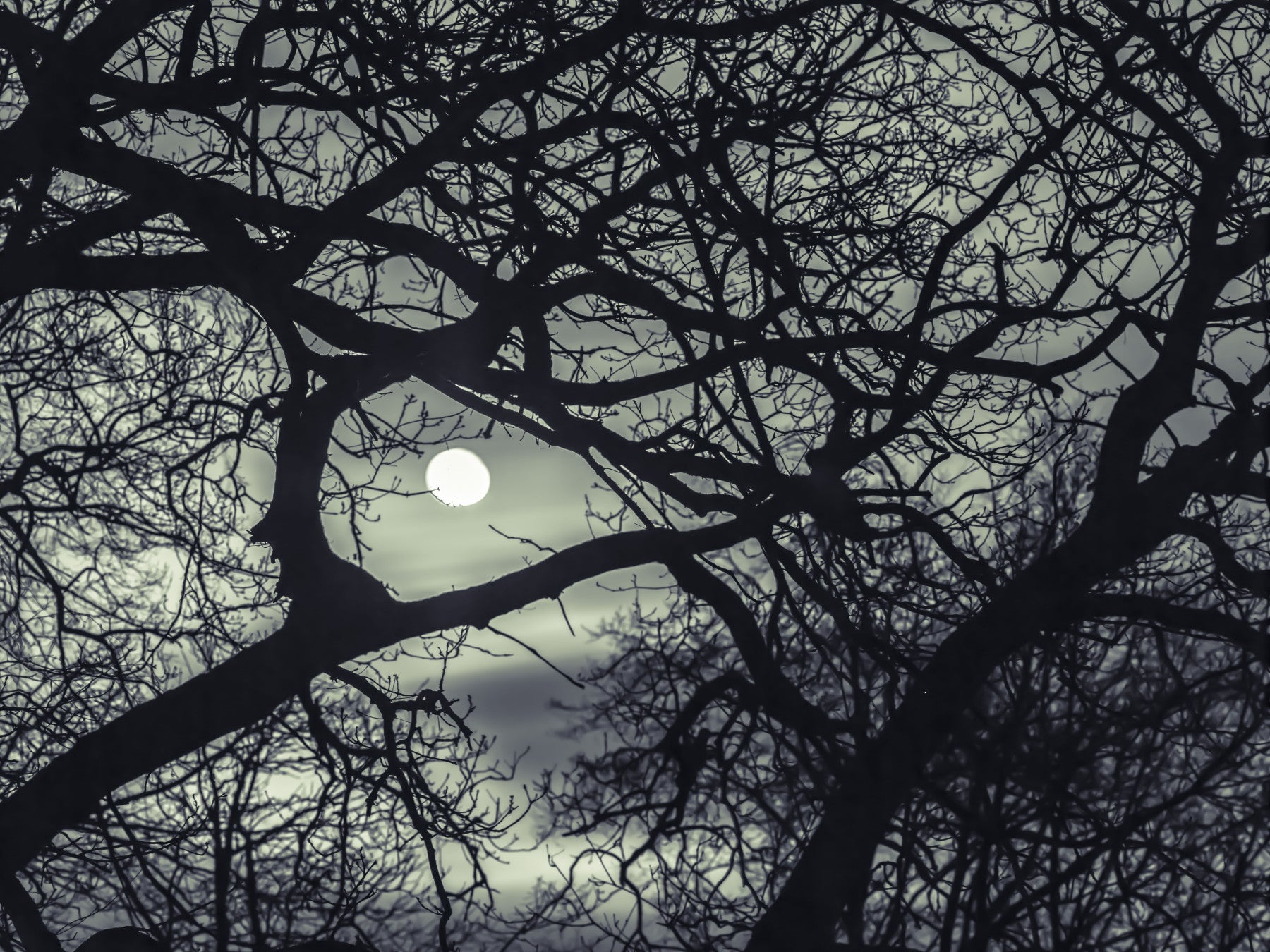 Lunar Silhouette: Midnight Branches Wall Mural