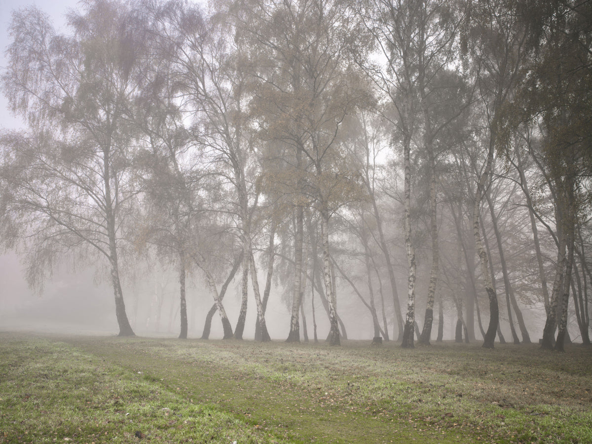 Misty Birch Grove Wall Mural in your room — zoomed