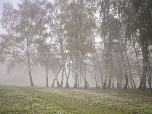 Misty Birch Grove Wall Mural