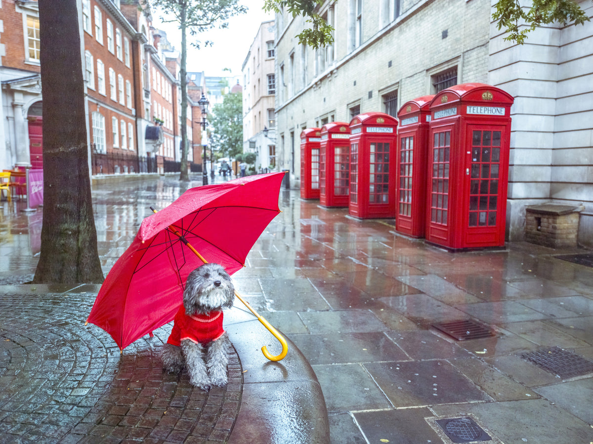 London Calling: A Puddle Pal's Tale Wall Mural in your room