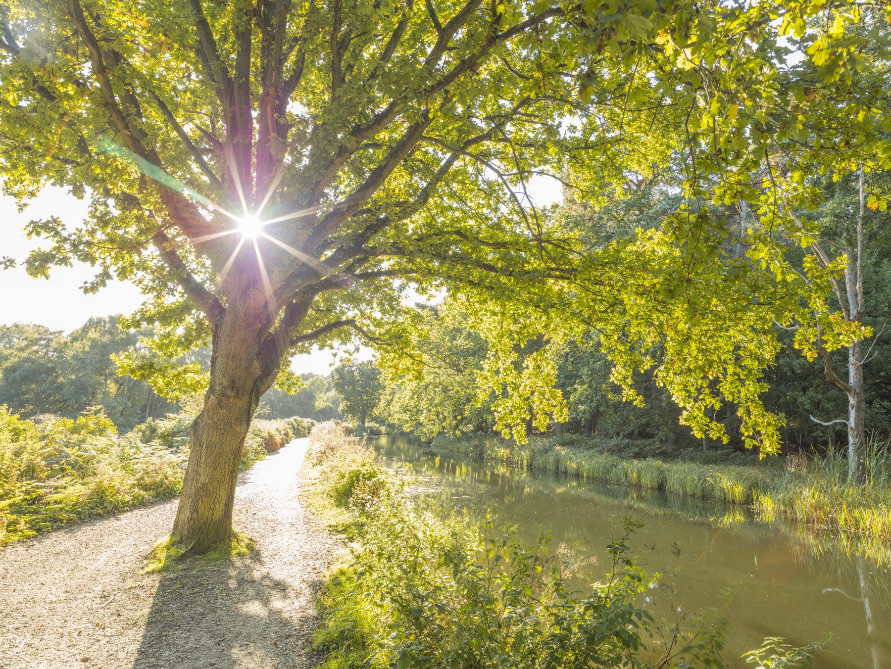 Sunlit Woodland Canal wall mural opens the living room with oak-tree canopy light.