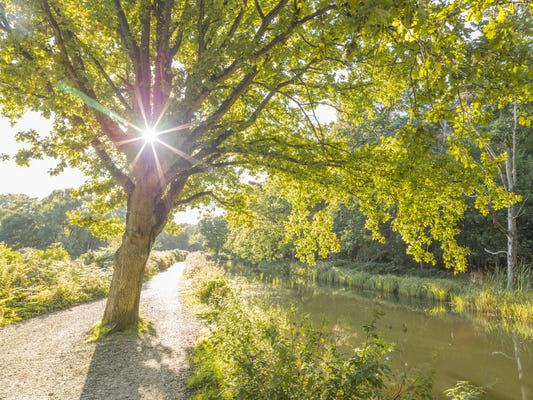 Sunlit Woodland Canal Wall Mural