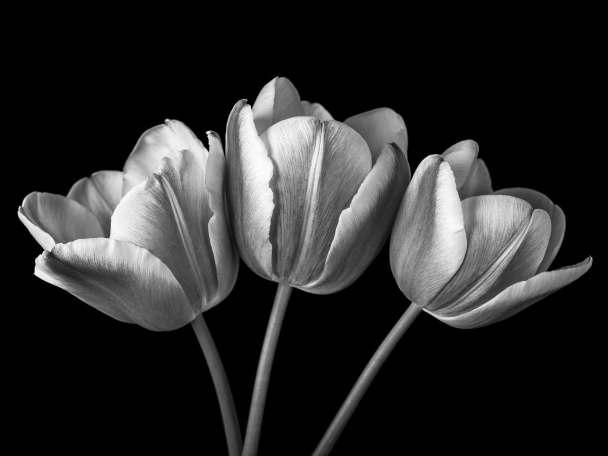 Elegant Tulip Shadows Wall Mural in your room