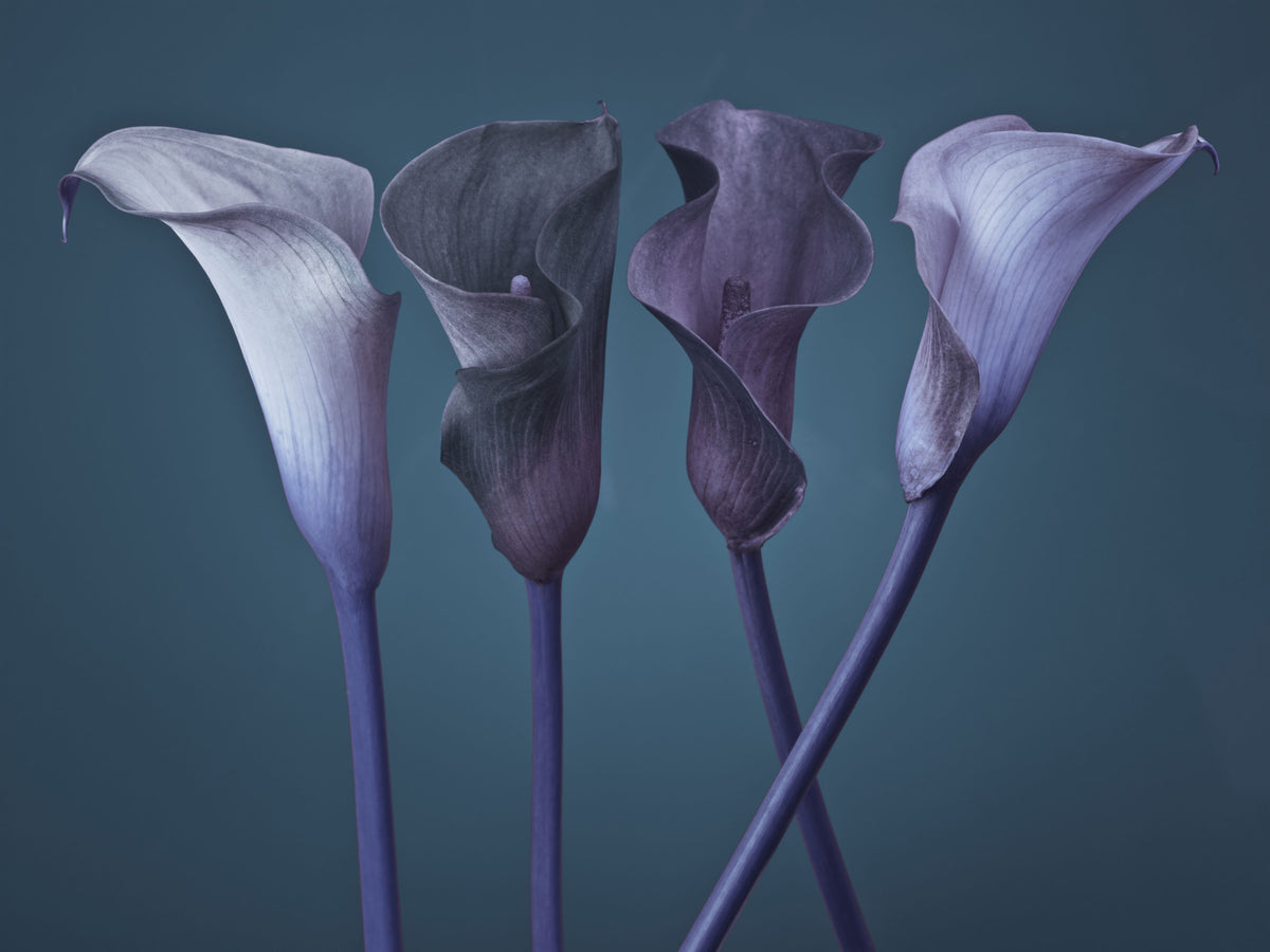 Twilight Petal Dance Wall Mural in your room — zoomed