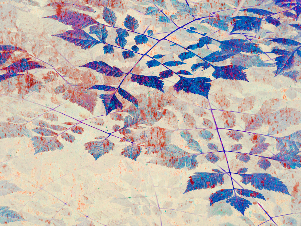 Indigo Foliage Wall Mural in your room
