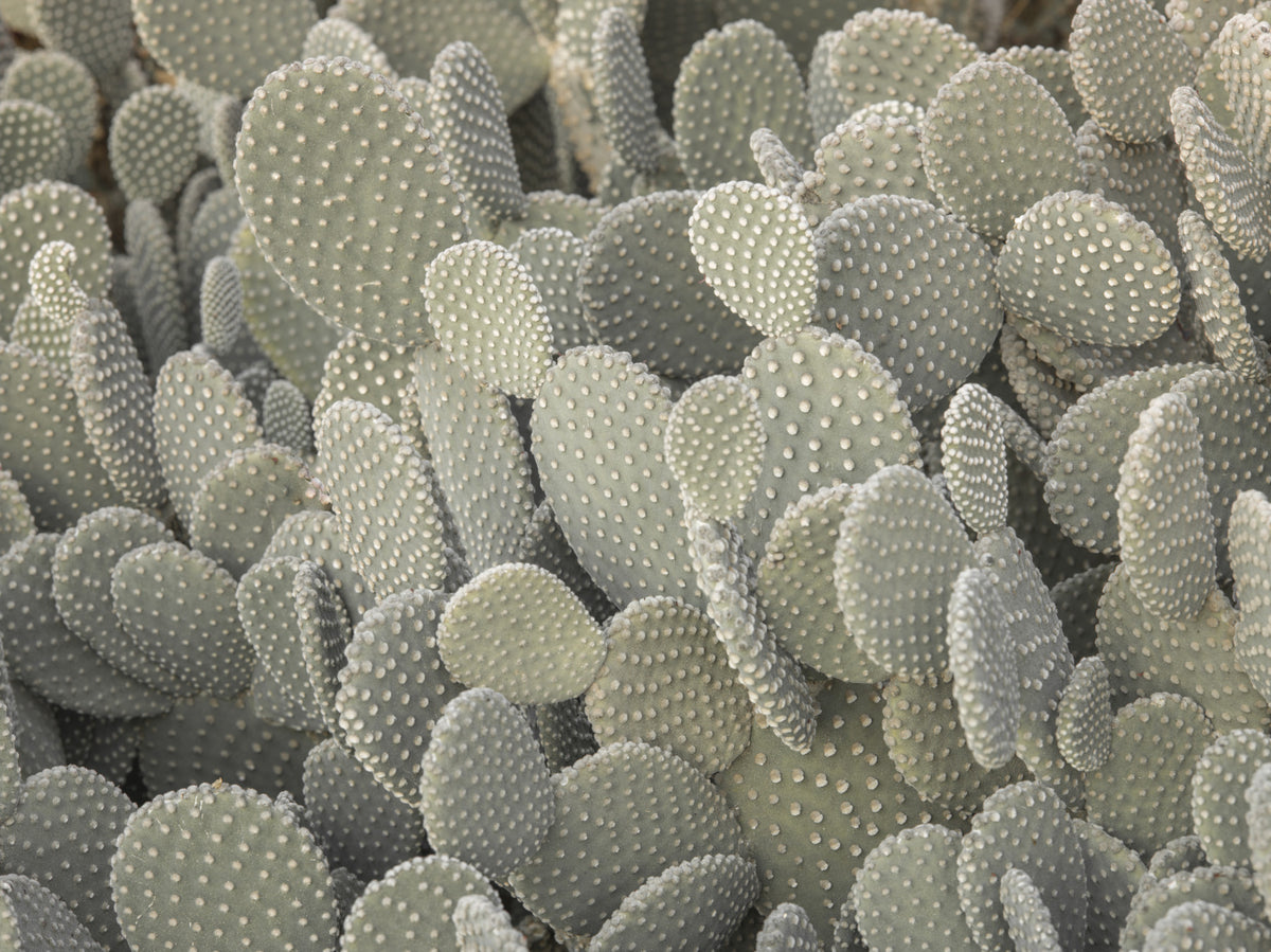 Cacti background Wall Mural in your room