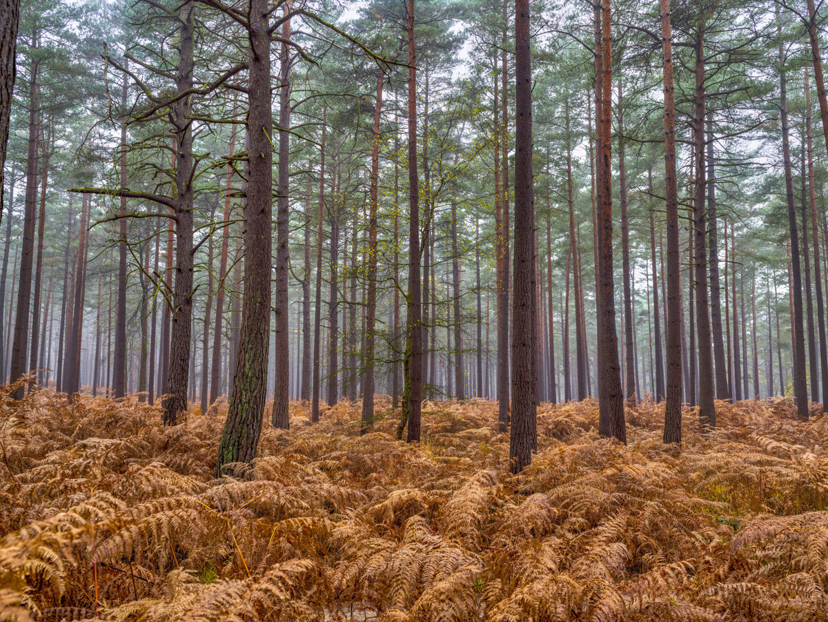 Pine Woods & Ember Ferns Wall Mural in your room — zoomed