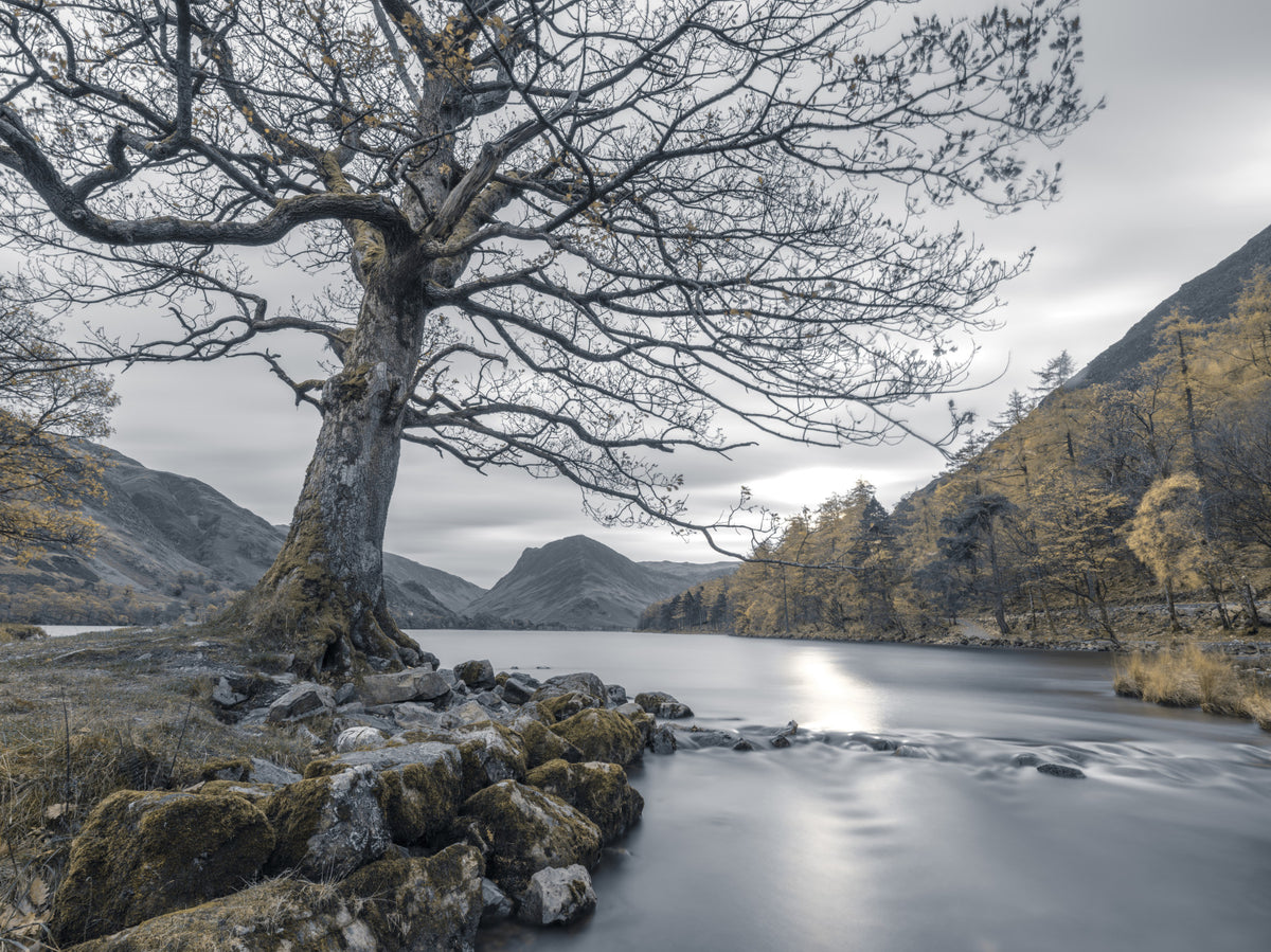 Ancient Oak, Silent Waters Wall Mural in your room