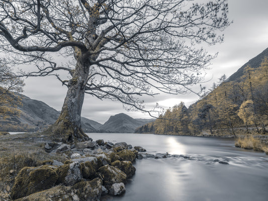 Ancient Oak, Silent Waters Wall Mural