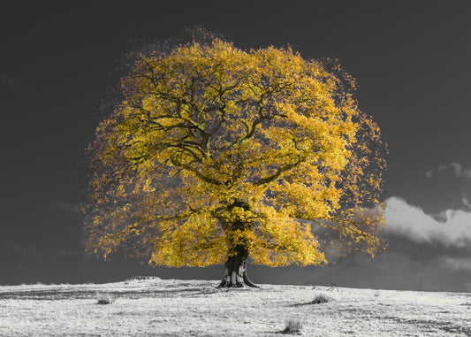Golden Solitude Wall Mural