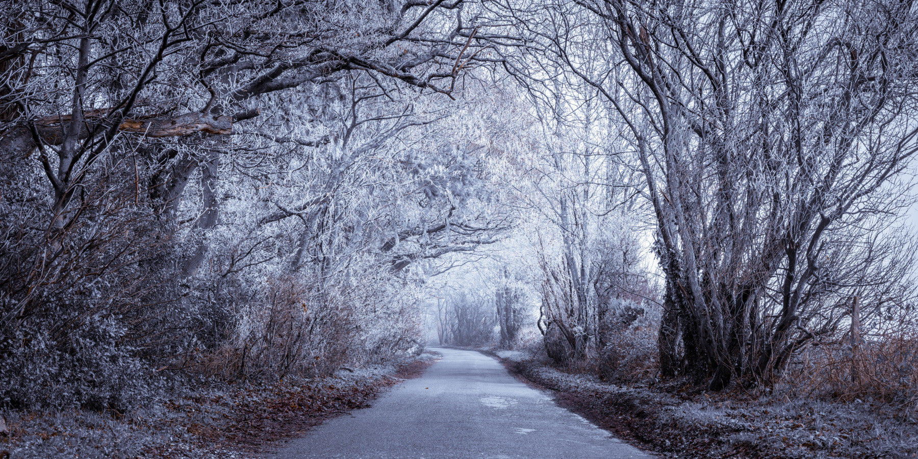 Winter's Enchanted Way Wall Mural in your room — zoomed