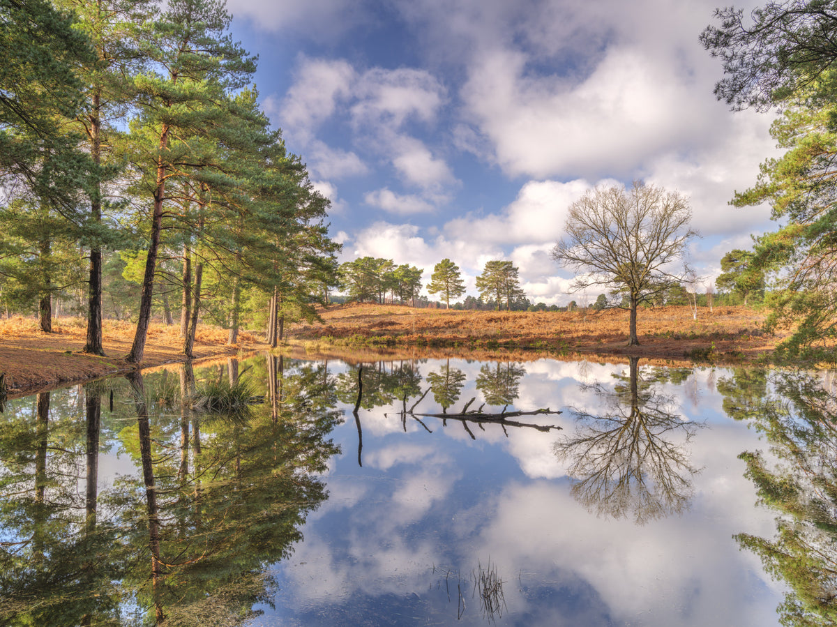 Serene Woodland Reflection Wall Mural in your room — zoomed