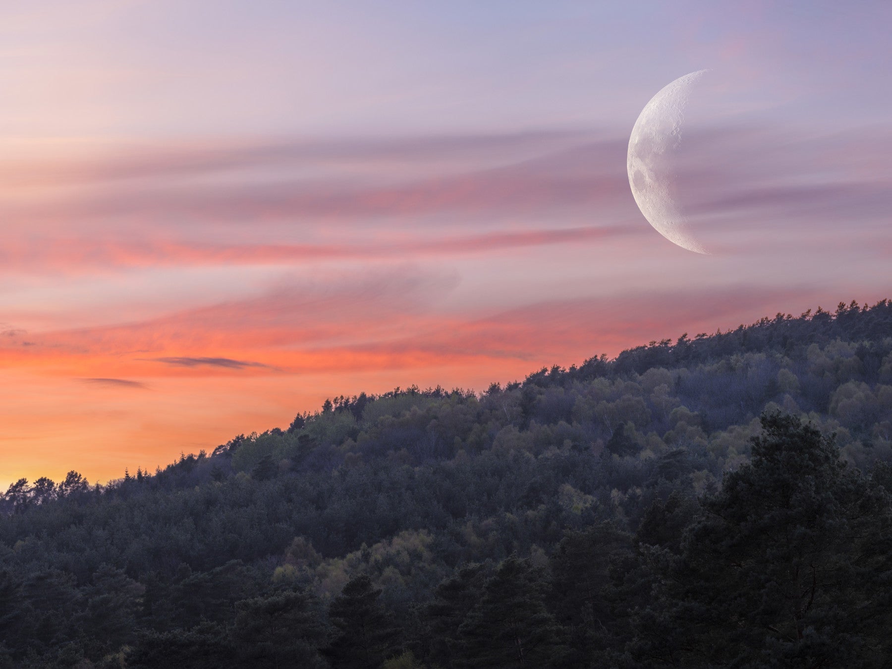 Crescent moon wall mural above a twilight forest landscape