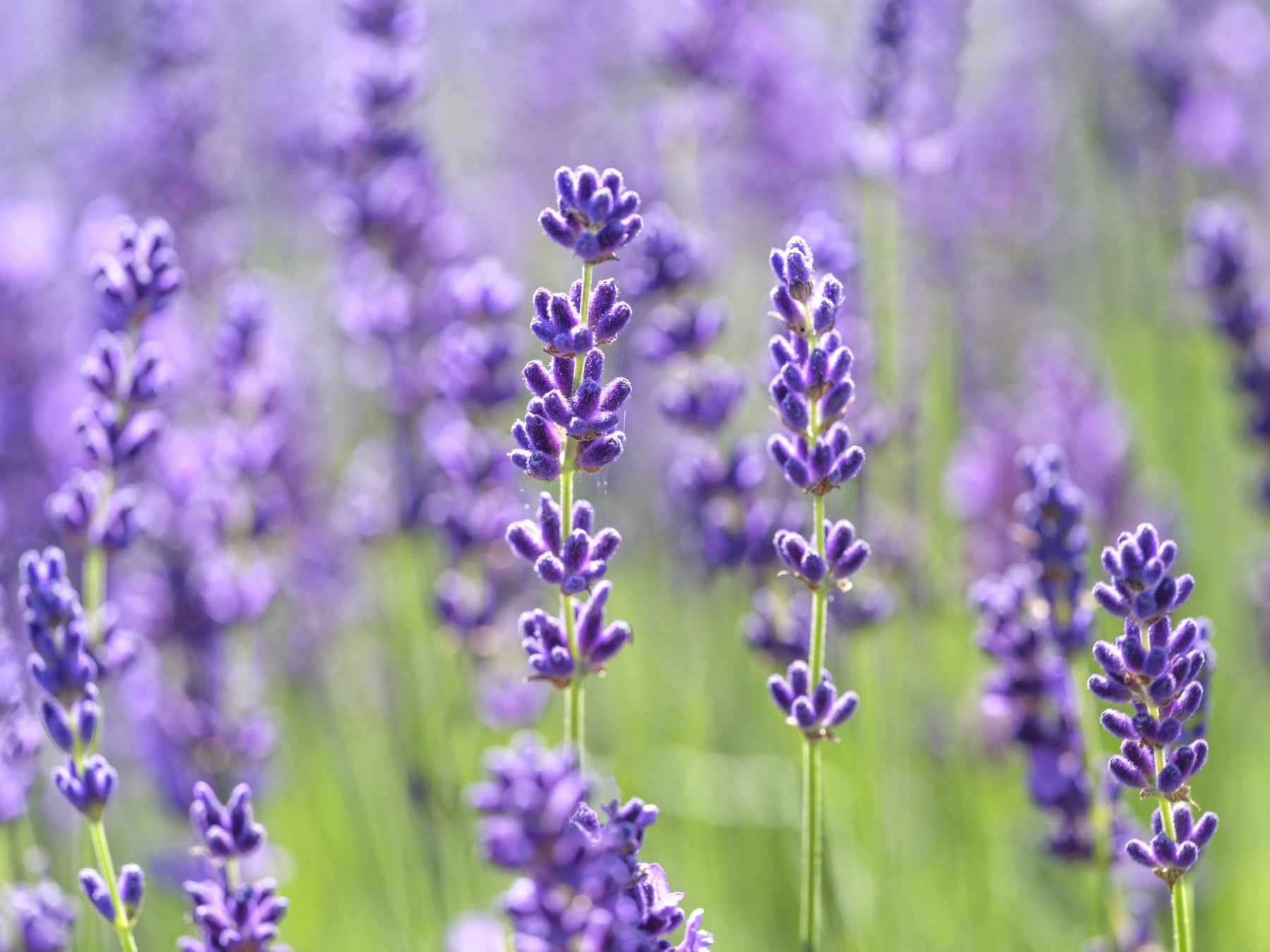 Lavender flower wall mural with soft purple botanical blooms