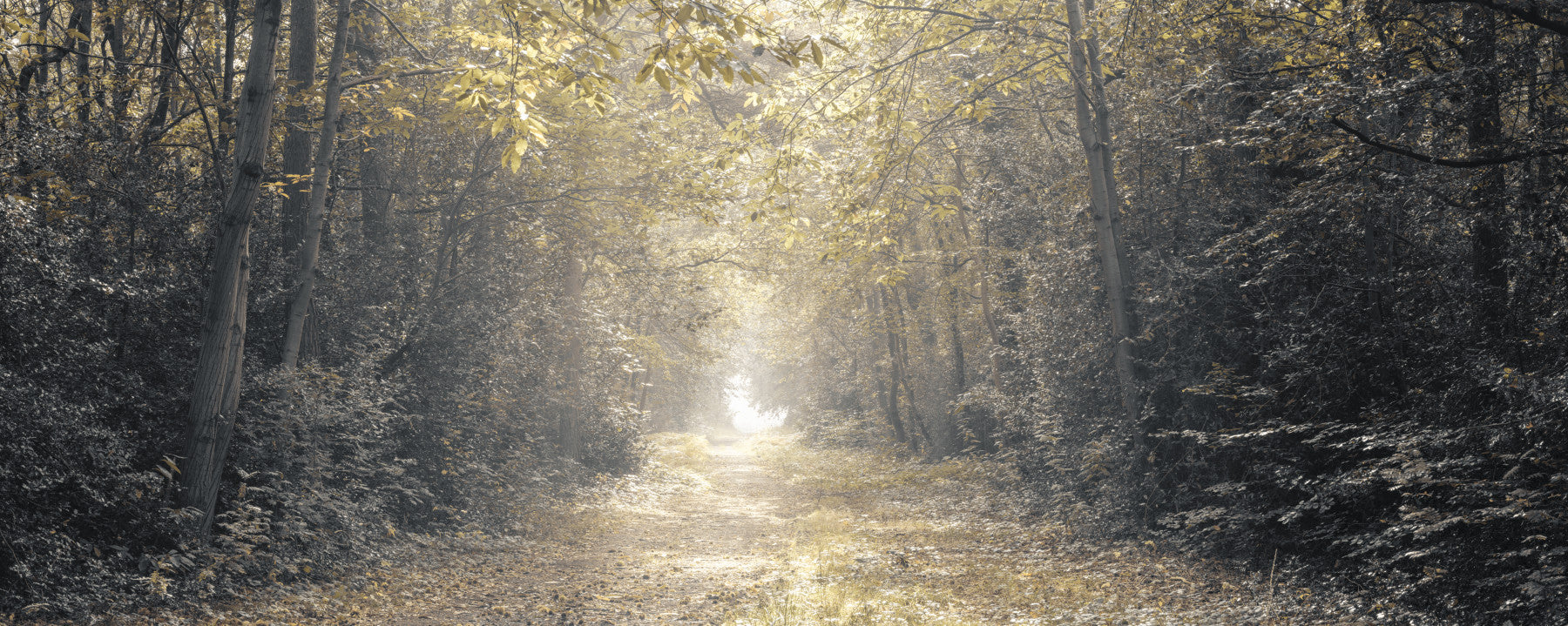 Forest Glow Pathway Wall Mural